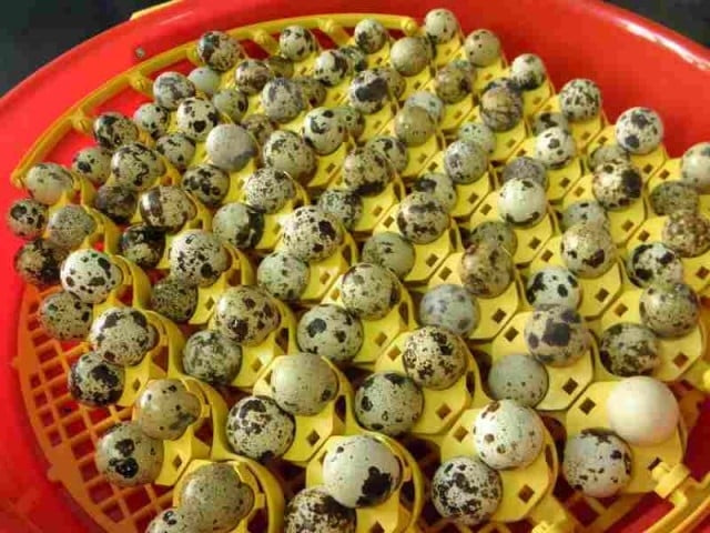 Set alveole oua prepelita incubator PUISOR